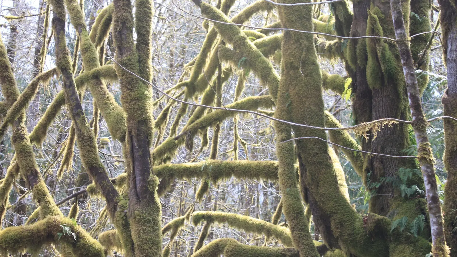 Sunlight entering a forest, a visual analogue for photobiomodulation